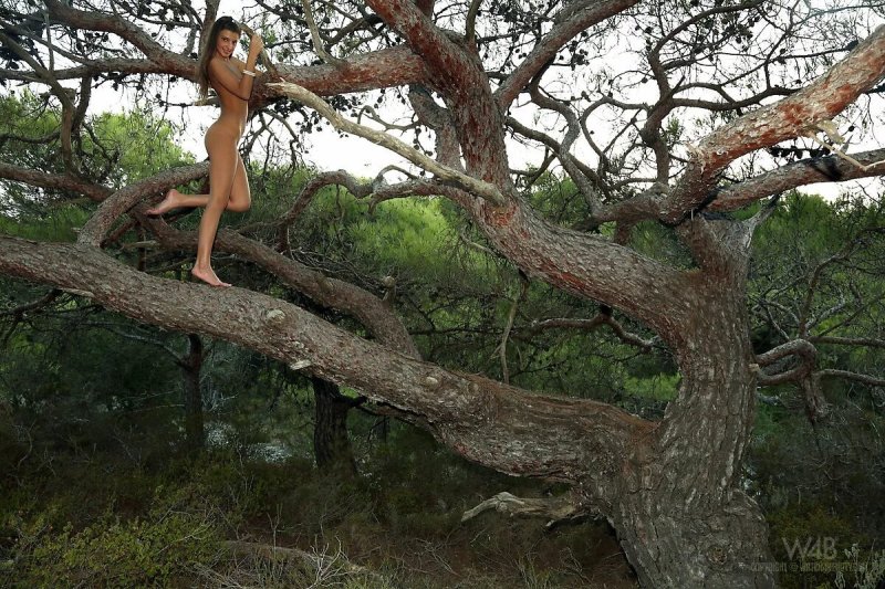 Photo shoot naked on the tree flkin, Naked by wood, Naked girls on a tree